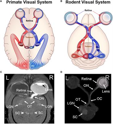 Applications of Manganese-Enhanced Magnetic Resonance Imaging in Ophthalmology and Visual Neuroscience